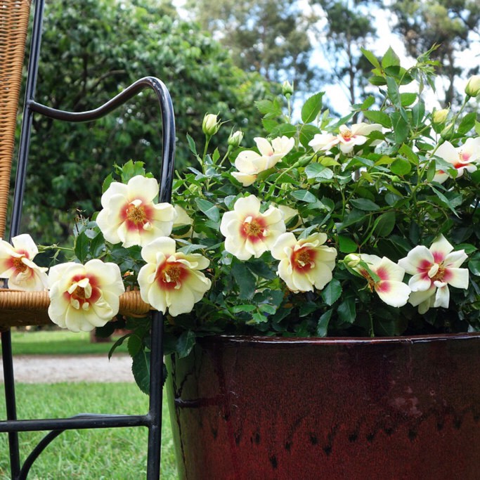 plant image 263553