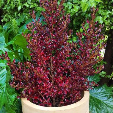 Coprosma 'Pacific Sunset'