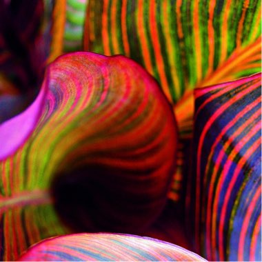Canna 'Phasion' syn. Canna 'Durban', Canna 'Tropicanna', Canna 'Inferno'