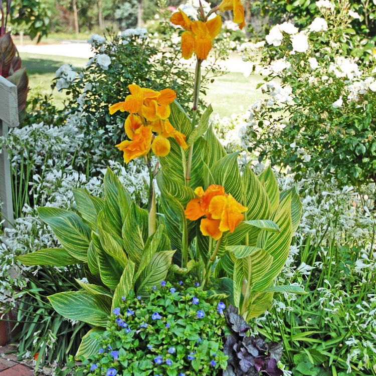 plant image 279417 plant image 279417