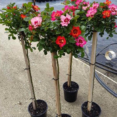 Rosa 'Sweet Spot Calypso'