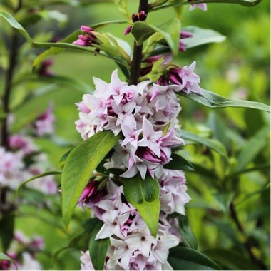 Daphne odora x bholua 'Perfume Princess'