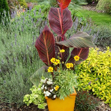 Canna 'Phasion' syn. Canna 'Durban', Canna 'Tropicanna', Canna 'Inferno'
