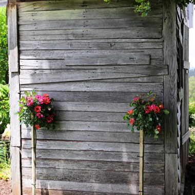 Rosa 'Sweet Spot Calypso'