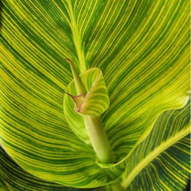 Canna 'Mactro' syn. Canna 'Tropicanna Gold'