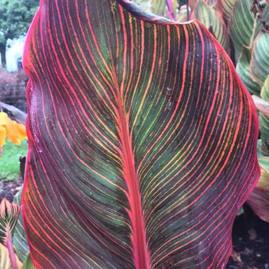 Canna 'Phasion' syn. Canna 'Durban', Canna 'Tropicanna', Canna 'Inferno'