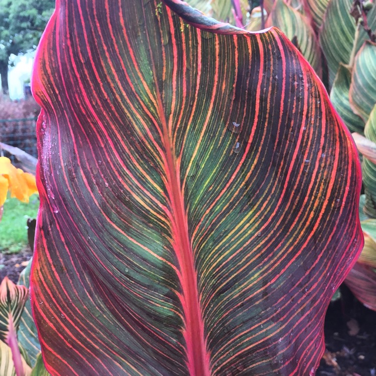 Plant image Canna 'Phasion' syn. Canna 'Durban', Canna 'Tropicanna', Canna 'Inferno'