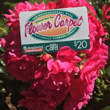 Rosa 'Flower Carpet'