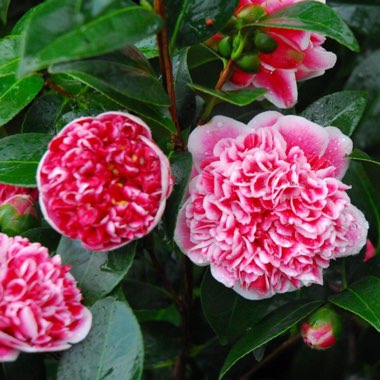 Camellia japonica 'Volunteer'
