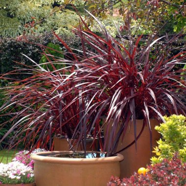 Cordyline 'Red Fountain'