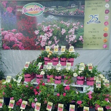 Rosa 'Flower Carpet'