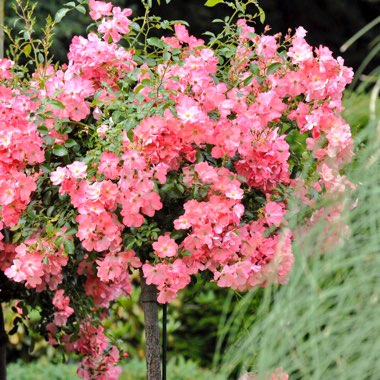 Rosa 'Flower Carpet'