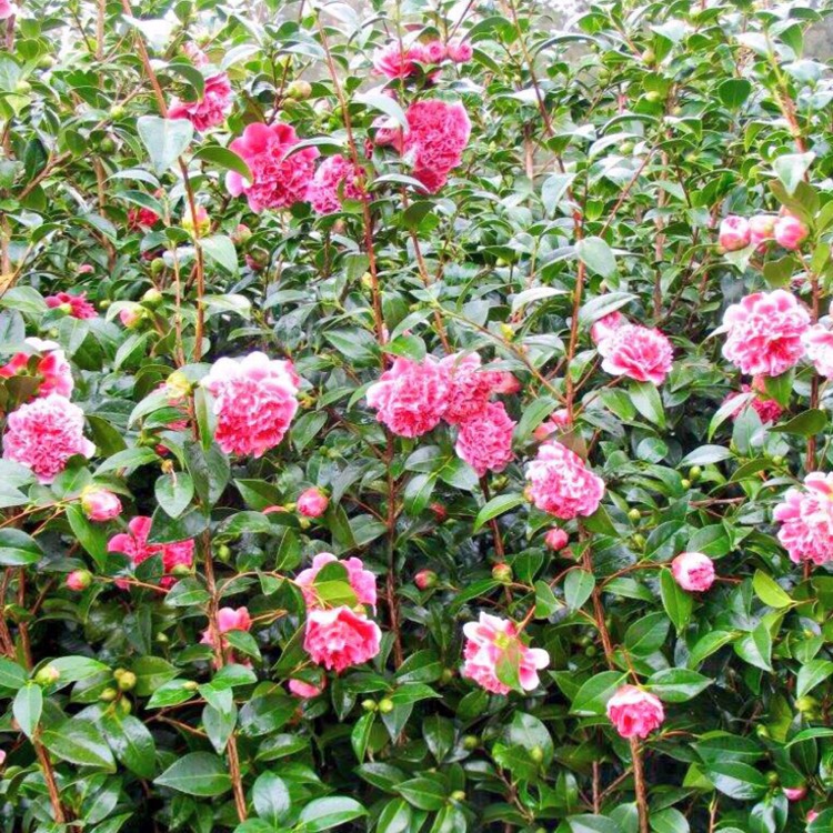 plant image 391774 plant image 391774