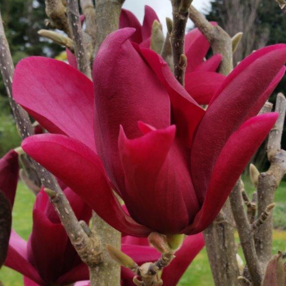 plant image 413088