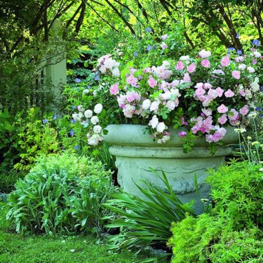 Rosa 'Flower Carpet'