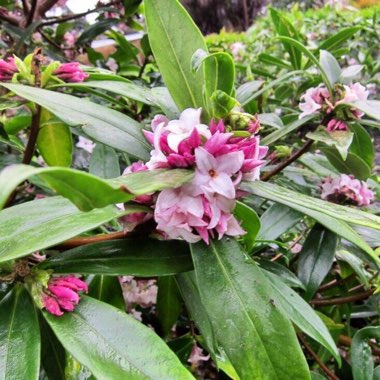 Daphne odora x bholua 'Perfume Princess'