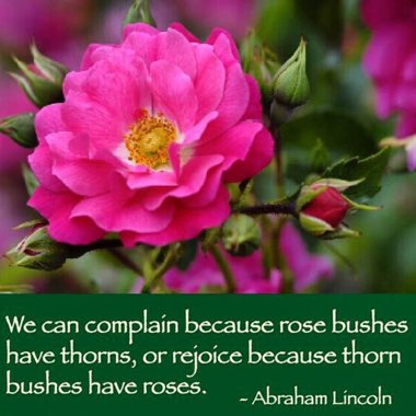 Rosa 'Flower Carpet'