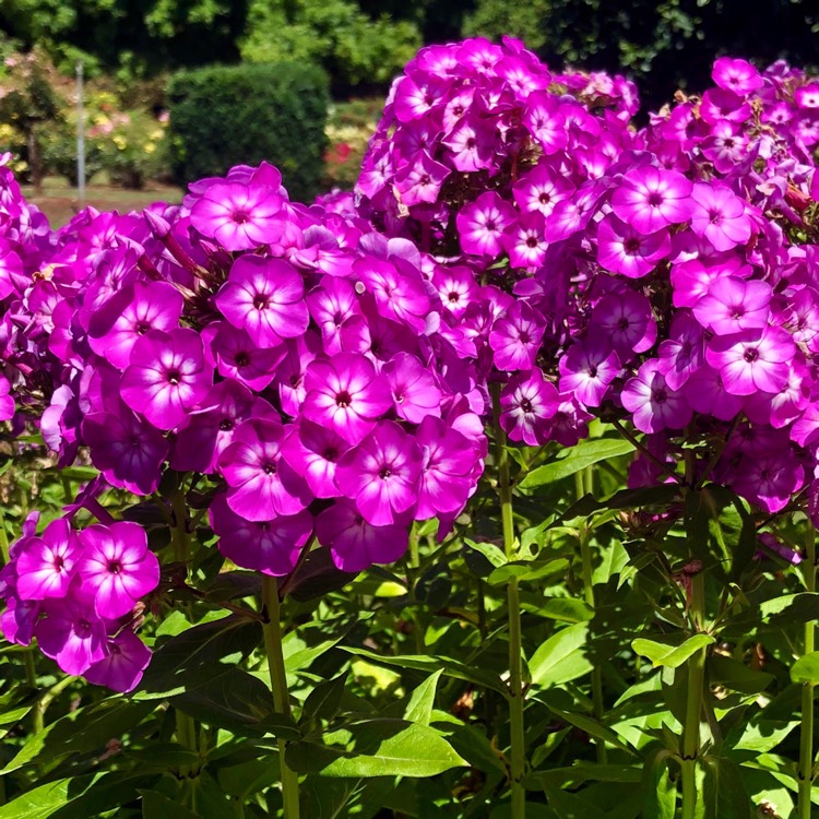 Phlox Paniculata Volcano® Volcano Phlox Uploaded By Tesselaarplants