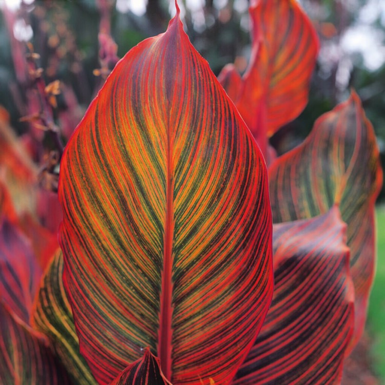 plant image 611673 plant image 611673