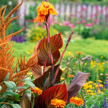 Canna 'Phasion' syn. Canna 'Durban', Canna 'Tropicanna', Canna 'Inferno'