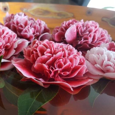 Camellia 'Volunteer'