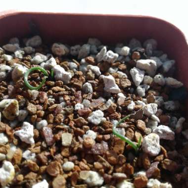 Albuca bruce-bayeri
