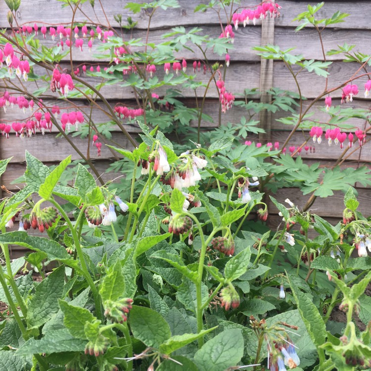 plant image 1007989