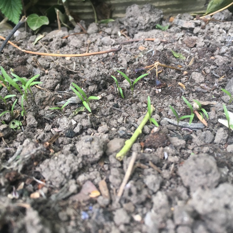 plant image 1014293