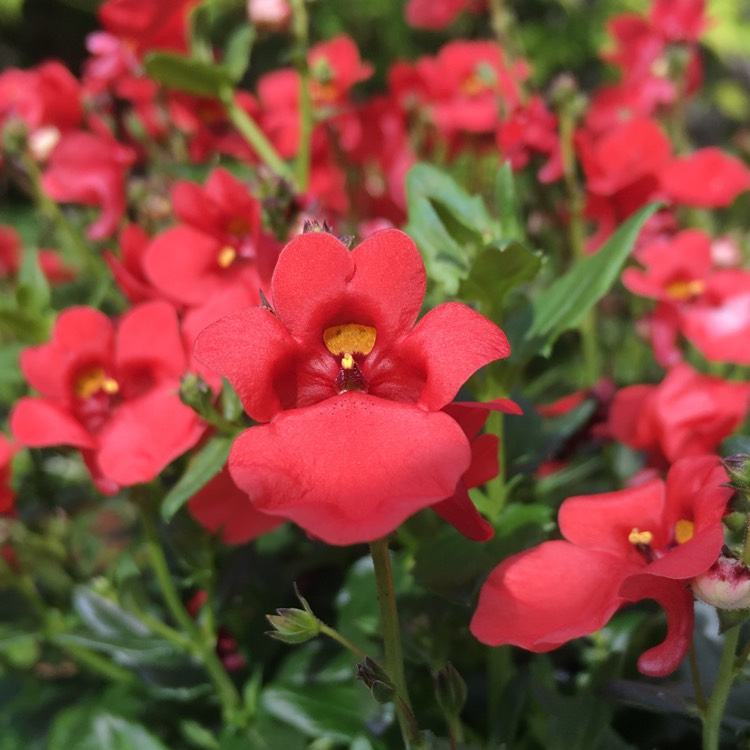 Plant image Diascia