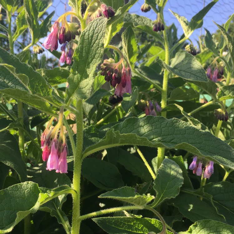 Plant image Symphytum officinale