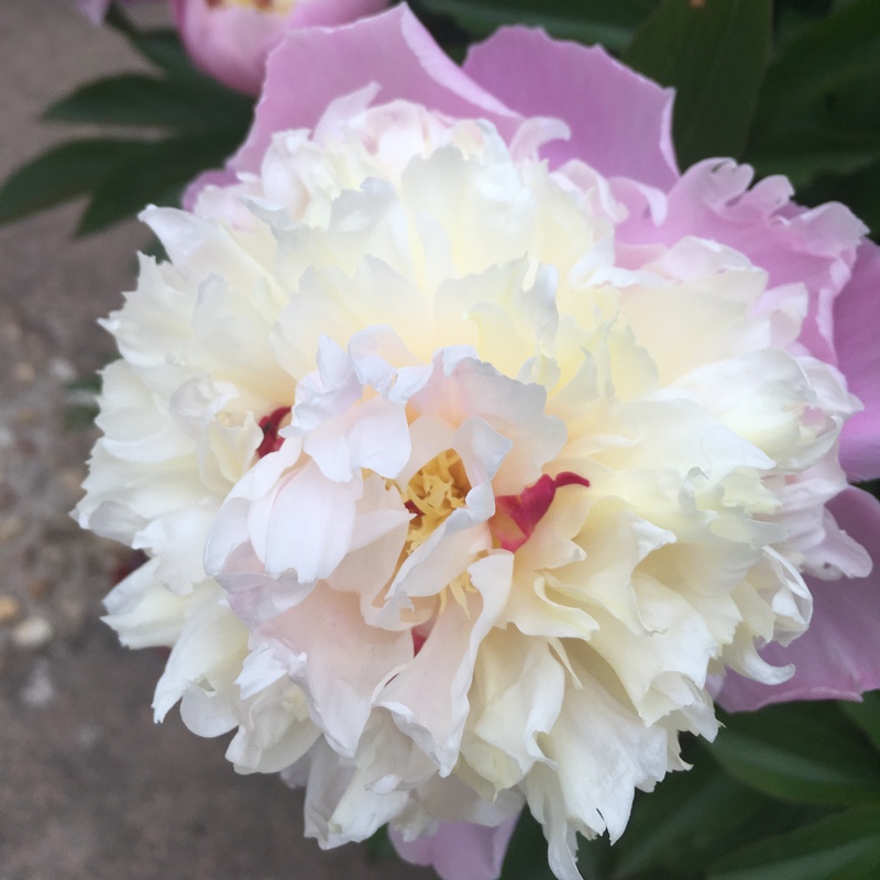 Plant image Paeonia lactiflora 'Catharina Fontijn'
