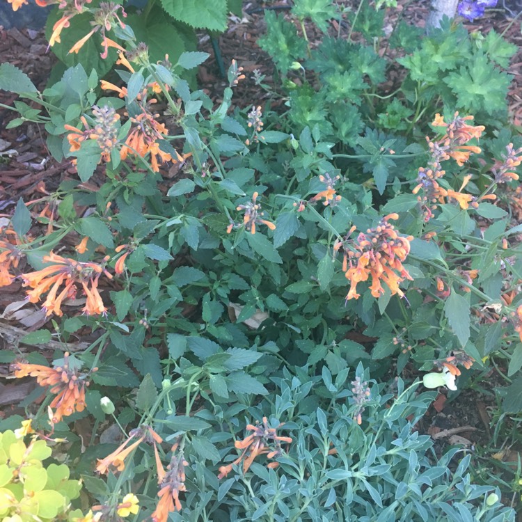 plant image 726857