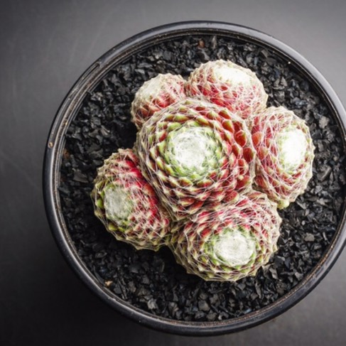 Plant image Sempervivum Arachnoideum Tim Tim