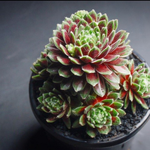 Plant image Sempervivum Tiny Tots