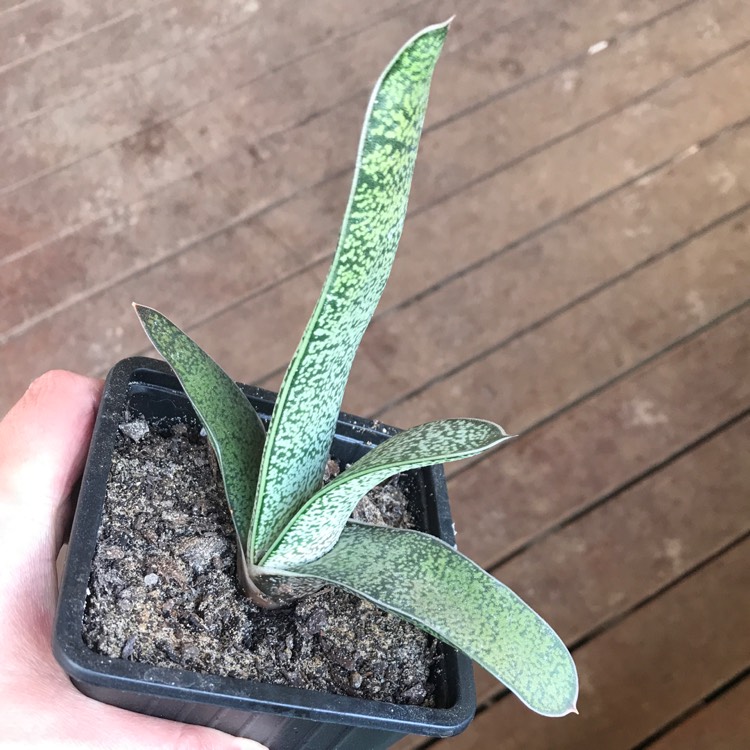 Plant image Gasteria pillansii var. pillansii (Mini)
