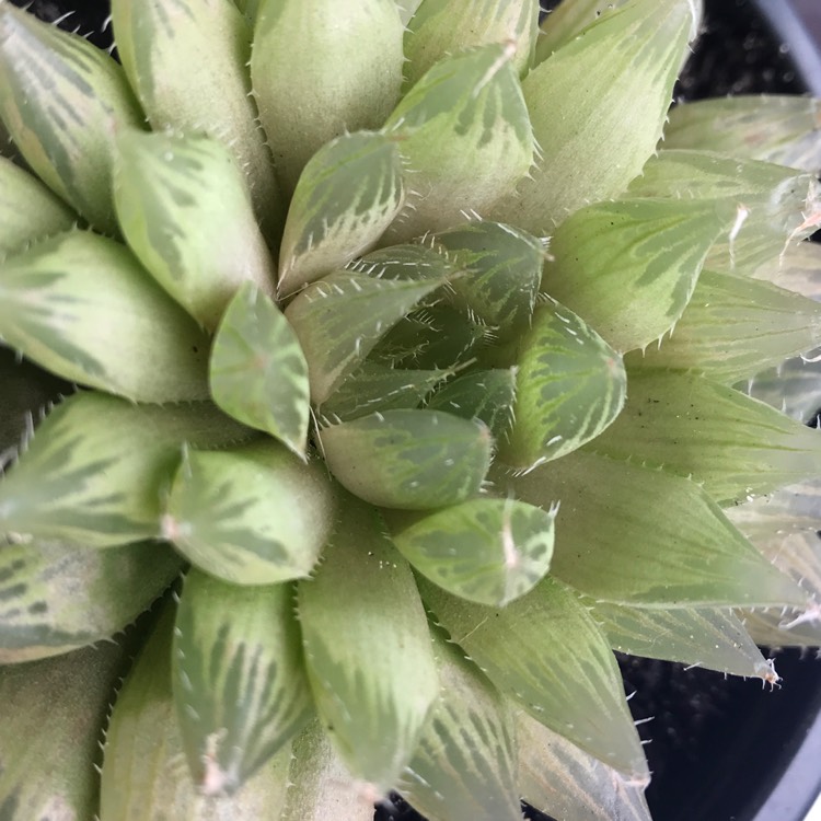plant image 1199177