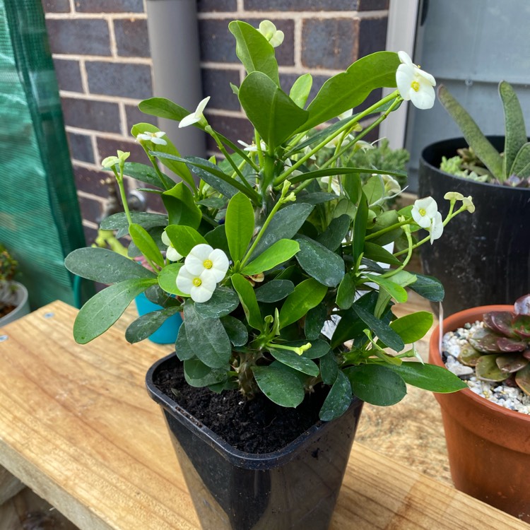 Plant image Euphorbia milii 'Creme Supreme'