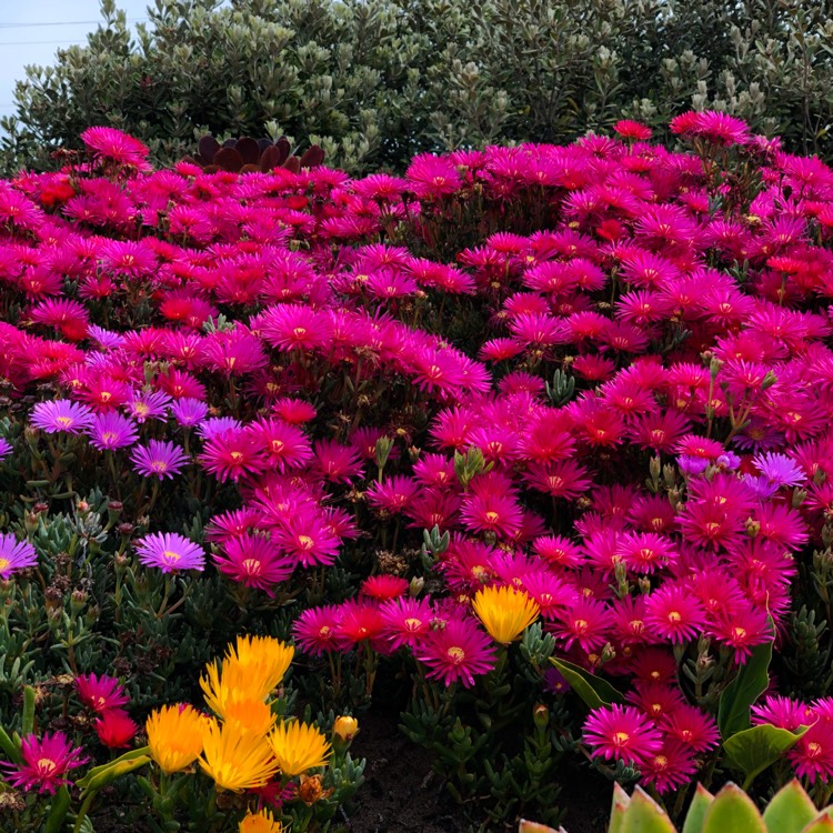 Plant image Erica carnea