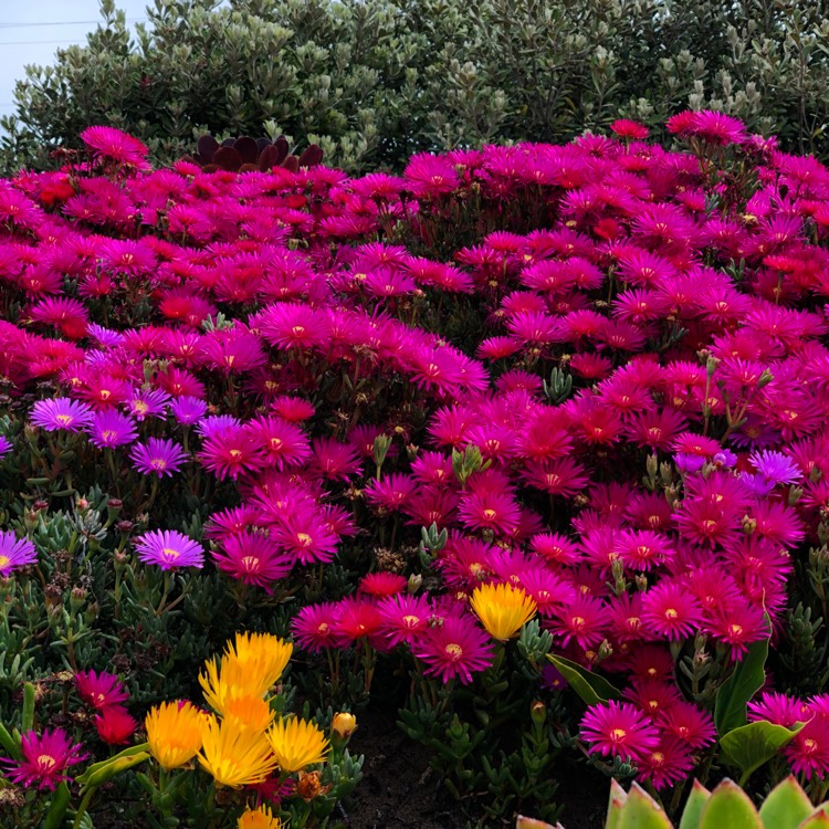 Plant image Erica carnea