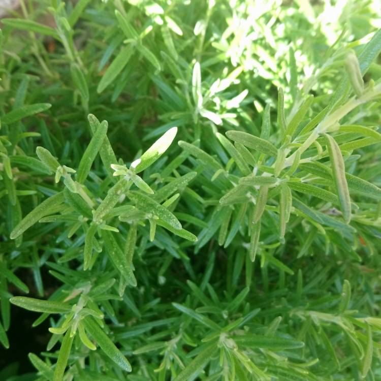 plant image 809339