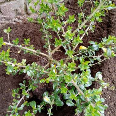 Escallonia 'Apple Blossom'