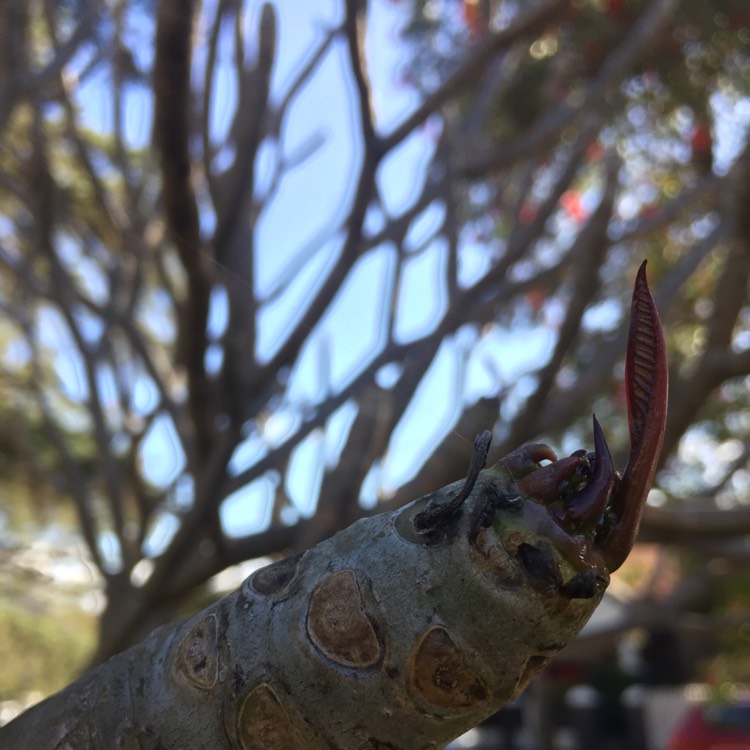 plant image 246825