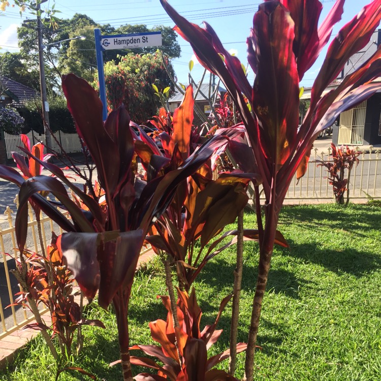 Plant image Cordyline Fruticosa 'Red Sister'