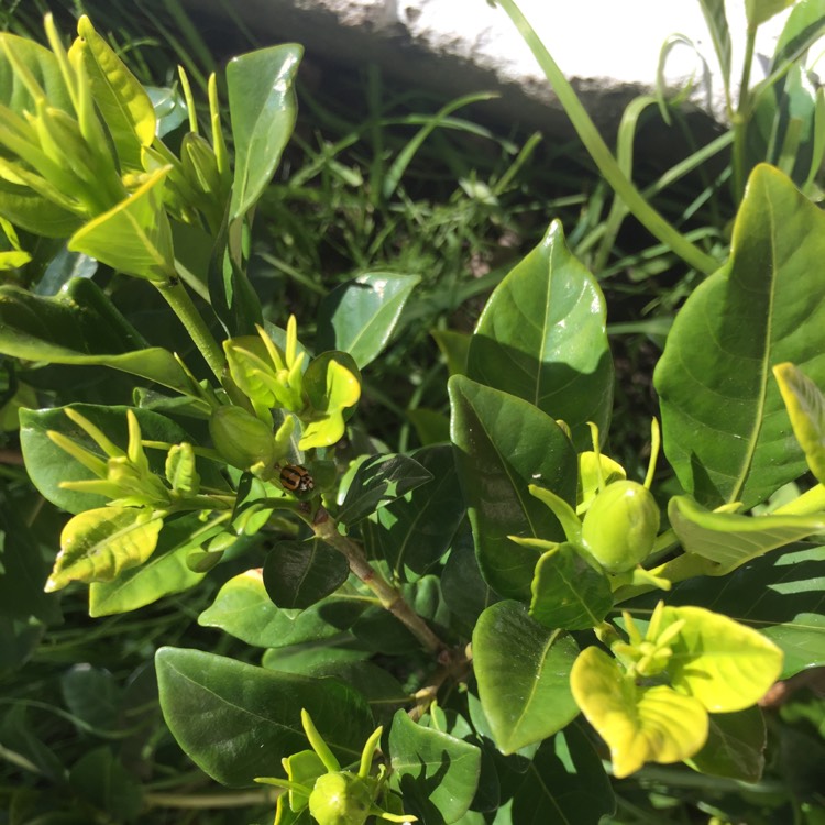 Plant image Gardenia augusta 'Florida'
