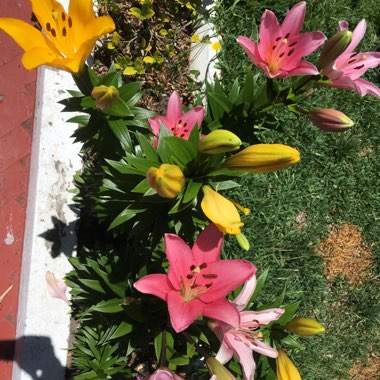 Lily (Asiatic)