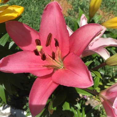 Lily (Asiatic)