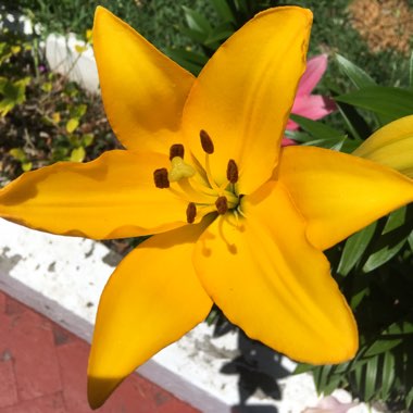 Lily (Asiatic)