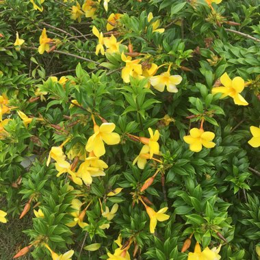 Dipladenia Citrine