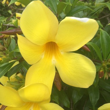 Dipladenia Citrine