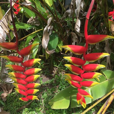 False bird-of-paradise 'Inflorescence'